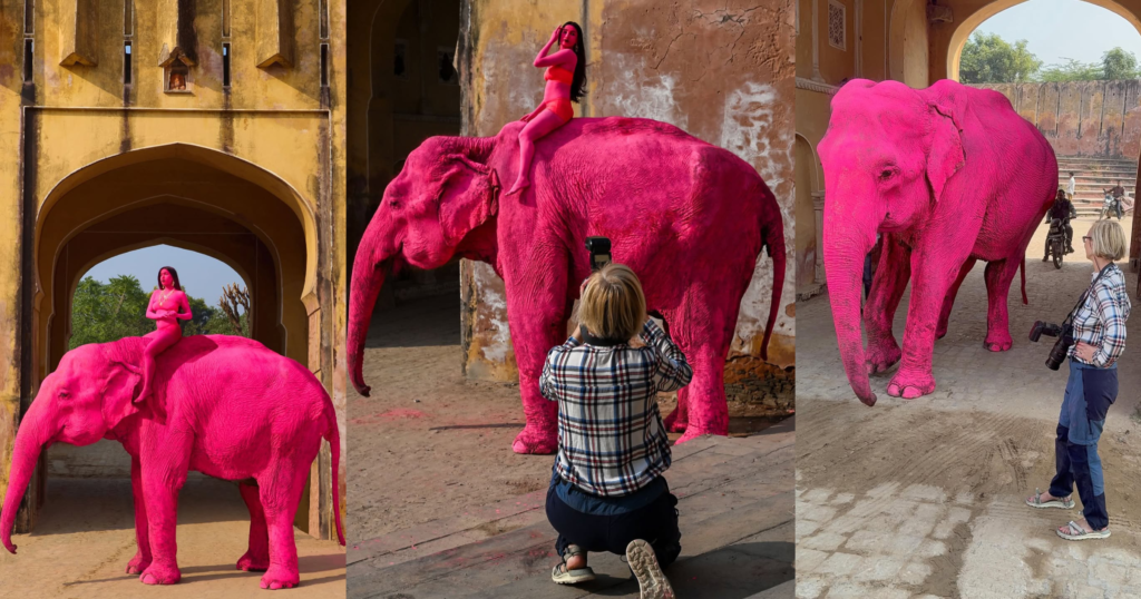 Pink Elephant photoshoot in Jaipur, Rajasthan by Russian Photographer Julia Buruleva.